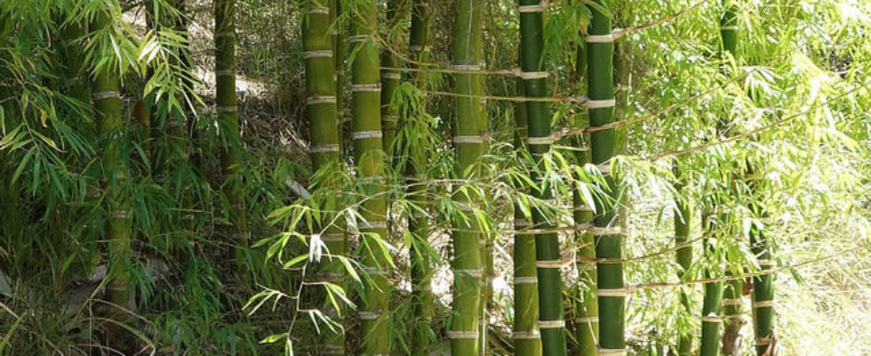 bamboo