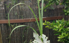 sugar cane wollongong garden